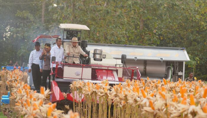 Presiden Prabowo dan Kapolri Panen Raya Jagung Nasional di Tuban Perkuat Ketahanan Pangan