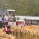 Presiden Prabowo dan Kapolri Panen Raya Jagung Nasional di Tuban Perkuat Ketahanan Pangan