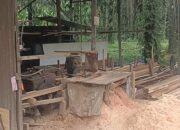 Maraknya Sawmill Ilegal di Balam Sempurna Diduga Gunakan Kayu Tanpa Dokumen Resmi