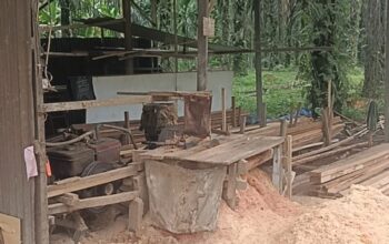 Maraknya Sawmill Ilegal di Balam Sempurna Diduga Gunakan Kayu Tanpa Dokumen Resmi