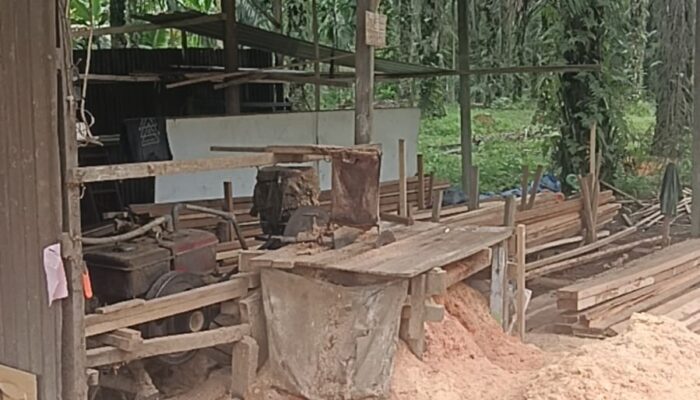 Maraknya Sawmill Ilegal di Balam Sempurna Diduga Gunakan Kayu Tanpa Dokumen Resmi