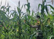 Polisi Cinta Petani, Kapolsek Rimba Melintang Turun Langsung Cek Ketahanan Pangan Jagung