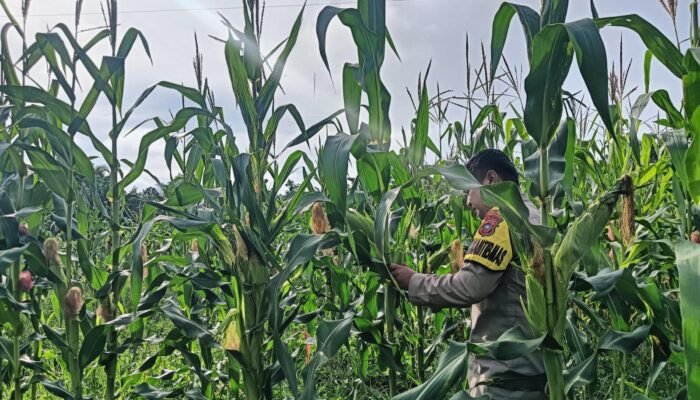 Polisi Cinta Petani, Kapolsek Rimba Melintang Turun Langsung Cek Ketahanan Pangan Jagung