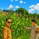 Polsek Rimba Melintang Peduli Ketahanan Pangan, Lakukan Pengecekan Tanaman Jagung di Kepenghuluan Karya Mukti