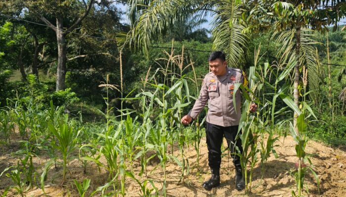 Polisi Peduli Swasembada Pangan, Bhabinkamtibmas Polsek Rimba Melintang Cek Perkembangan Tanaman Jagung di PT GMR