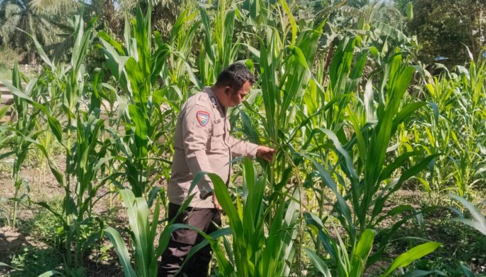 Kapolsek Rimba Melintang Peduli Swasembada Pangan Masyarakat, Bhabinkamtibmas Pantau Perkembangan Tanaman 