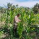 Kapolsek Rimba Melintang Peduli Swasembada Pangan Masyarakat, Bhabinkamtibmas Pantau Perkembangan Tanaman 