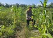 Bhabinkamtibmas Polsek Rimba Melintang Pantau Perkembangan Jagung Program Ketahanan Pangan