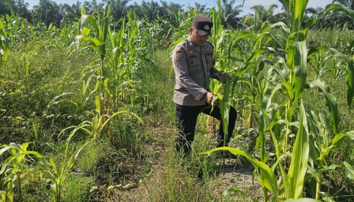 Bhabinkamtibmas Polsek Rimba Melintang Pantau Perkembangan Jagung Program Ketahanan Pangan
