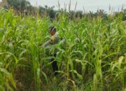 Kecintaan Polisi kepada Petani, Polsek Rimba Melintang Aktif Dukung Ketahanan Pangan