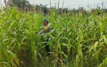 Kecintaan Polisi kepada Petani, Polsek Rimba Melintang Aktif Dukung Ketahanan Pangan
