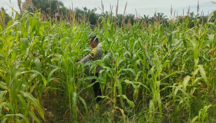 Kecintaan Polisi kepada Petani, Polsek Rimba Melintang Aktif Dukung Ketahanan Pangan