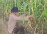 Polsek Rimba Melintang Cek Perkembangan Tanaman Jagung Bentuk Kepedulian Ketahanan Pangan