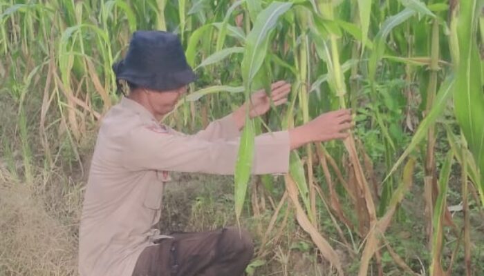 Polsek Rimba Melintang Cek Perkembangan Tanaman Jagung Bentuk Kepedulian Ketahanan Pangan