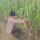 Polsek Rimba Melintang Cek Perkembangan Tanaman Jagung Bentuk Kepedulian Ketahanan Pangan