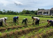 Pak Bhabin Penggerak Ketahanan Pangan, Dampingi Petani Jagung di Kota Malang
