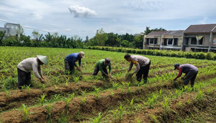 Pak Bhabin Penggerak Ketahanan Pangan, Dampingi Petani Jagung di Kota Malang