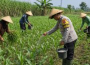 Pak Bhabin Penggerak Ketahanan Pangan, Dampingi Petani Jagung di Wilayah Hukum Polres Pasuruan