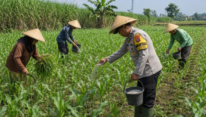 Pak Bhabin Penggerak Ketahanan Pangan, Dampingi Petani Jagung di Wilayah Hukum Polres Pasuruan