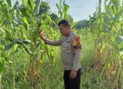 Bhabinkamtibmas Polsek Rimba Melintang Cek Tanaman Jagung Program Ketahanan Pangan