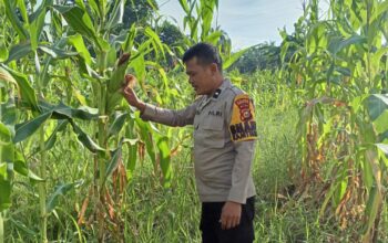 Bhabinkamtibmas Polsek Rimba Melintang Cek Tanaman Jagung Program Ketahanan Pangan