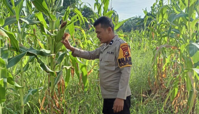 Bhabinkamtibmas Polsek Rimba Melintang Cek Tanaman Jagung Program Ketahanan Pangan
