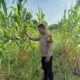 Bhabinkamtibmas Polsek Rimba Melintang Cek Tanaman Jagung Program Ketahanan Pangan