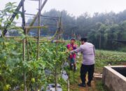 Bhabinkamtibmas Polsek Nongkojajar Pantau Tanaman Tomat di Desa Pungging, Dukung Program P2B Ketahanan Pangan