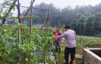 Bhabinkamtibmas Polsek Nongkojajar Pantau Tanaman Tomat di Desa Pungging, Dukung Program P2B Ketahanan Pangan