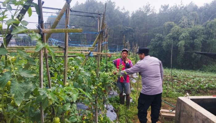 Bhabinkamtibmas Polsek Nongkojajar Pantau Tanaman Tomat di Desa Pungging, Dukung Program P2B Ketahanan Pangan
