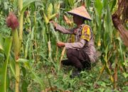 Polisi Cinta Petani, Bhabinkamtibmas Rimba Melintang Cek Perkembangan Tanaman Jagung Program Ketahanan Pangan