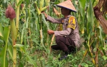 Polisi Cinta Petani, Bhabinkamtibmas Rimba Melintang Cek Perkembangan Tanaman Jagung Program Ketahanan Pangan