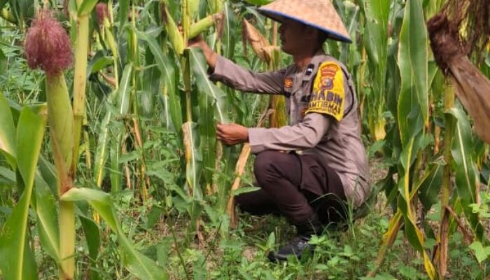 Polisi Cinta Petani, Bhabinkamtibmas Rimba Melintang Cek Perkembangan Tanaman Jagung Program Ketahanan Pangan