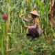 Polisi Cinta Petani, Bhabinkamtibmas Rimba Melintang Cek Perkembangan Tanaman Jagung Program Ketahanan Pangan