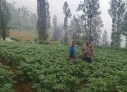 Polsek Tosari Dampingi Warga Kelola Pertanian, Pantau Lahan Kentang di Podokoyo