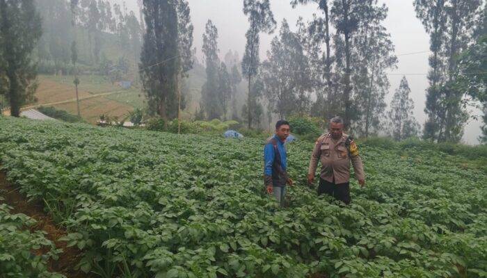 Polsek Tosari Dampingi Warga Kelola Pertanian, Pantau Lahan Kentang di Podokoyo