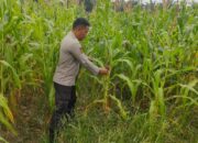 Polisi Cinta Petani: Polsek Rimba Melintang Rutin Cek Perkembangan Jagung Program Ketahanan Pangan