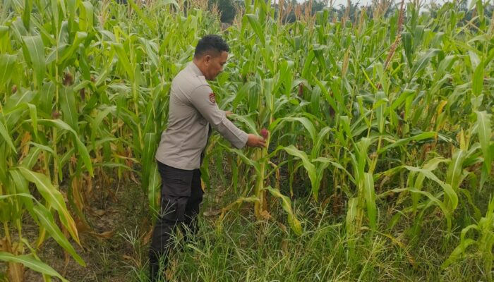 Polisi Cinta Petani: Polsek Rimba Melintang Rutin Cek Perkembangan Jagung Program Ketahanan Pangan