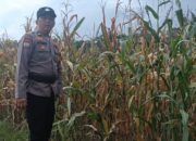 Kapolsek Rimba Melintang Pantau Ketahanan Pangan, Tanaman Jagung di Teluk Pulau Hulu Alami Gagal Panen Akibat Hama Tikus
