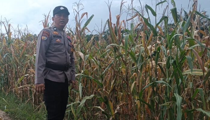 Kapolsek Rimba Melintang Pantau Ketahanan Pangan, Tanaman Jagung di Teluk Pulau Hulu Alami Gagal Panen Akibat Hama Tikus