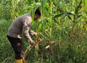 Kapolsek Rimba Melintang Cek Perkembangan Program Ketahanan Pangan, Tanaman Jagung Tumbuh Baik