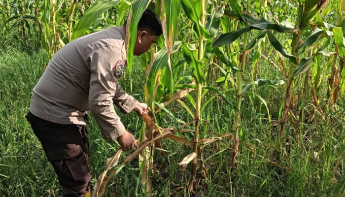 Kapolsek Rimba Melintang Cek Perkembangan Program Ketahanan Pangan, Tanaman Jagung Tumbuh Baik