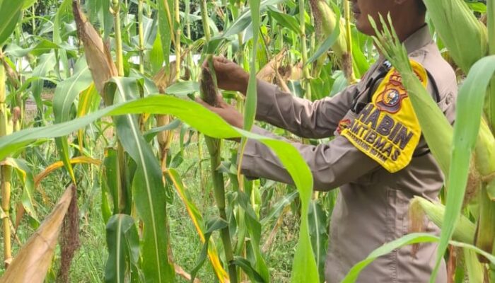 Polri Hadir untuk Ketahanan Pangan, Bhabinkamtibmas Rimba Melintang Cek Pertumbuhan Tanaman Jagung