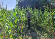 BHABINKAMTIBMAS POLSEK RIMBA MELINTANG CEK PERKEMBANGAN PROGRAM KETAHANAN PANGAN PENANAMAN JAGUNG DI LENGGADAI HILIR