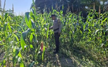 BHABINKAMTIBMAS POLSEK RIMBA MELINTANG CEK PERKEMBANGAN PROGRAM KETAHANAN PANGAN PENANAMAN JAGUNG DI LENGGADAI HILIR