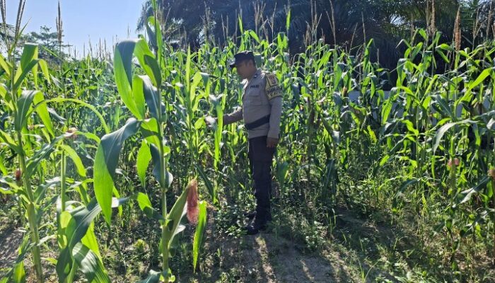 BHABINKAMTIBMAS POLSEK RIMBA MELINTANG CEK PERKEMBANGAN PROGRAM KETAHANAN PANGAN PENANAMAN JAGUNG DI LENGGADAI HILIR