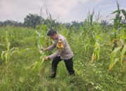 BHABINKAMTIBMAS KEPENGHULUAN KARYA MUKTI LAKUKAN PENGECEKAN TANAMAN JAGUNG PROGRAM KETAHANAN PANGAN