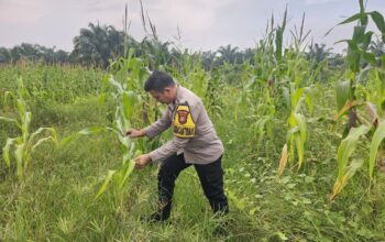 BHABINKAMTIBMAS KEPENGHULUAN KARYA MUKTI LAKUKAN PENGECEKAN TANAMAN JAGUNG PROGRAM KETAHANAN PANGAN