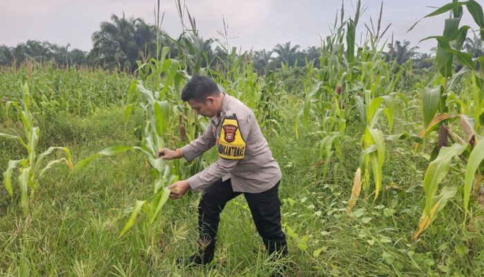 BHABINKAMTIBMAS KEPENGHULUAN KARYA MUKTI LAKUKAN PENGECEKAN TANAMAN JAGUNG PROGRAM KETAHANAN PANGAN