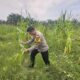 BHABINKAMTIBMAS KEPENGHULUAN KARYA MUKTI LAKUKAN PENGECEKAN TANAMAN JAGUNG PROGRAM KETAHANAN PANGAN